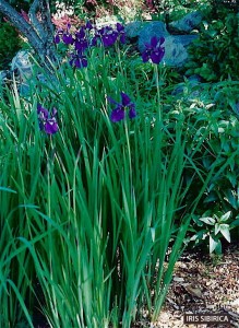 Iris sibirica